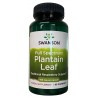 Full Spectrum Plantain Leaf 400mg 60 kaps. SWANSON - Wiesiołek-Pharma